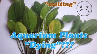 Are your new aquarium plants melting [upl. by Anas336]