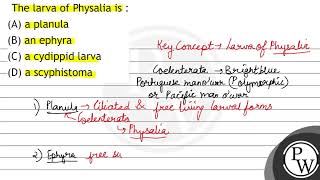 The larva of Physalia is  A a planula B an ephyra C a cydippid larva D a scyphistoma [upl. by Ainahs769]