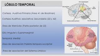 Síndrome Lóbulo Frontal y Temporal Parte II Semiología ULA [upl. by Buehler]