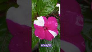 Impatiens Flowers flowers impatiens [upl. by Malvina252]