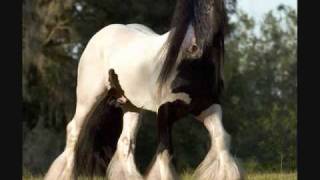 The Most Beautiful Horses In The World quotGypsy Vannersquot [upl. by Treharne]