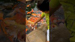 Dad and Son Feed Koi Fish at the Park  shorts daddywhatsnext koifish [upl. by Juliann332]