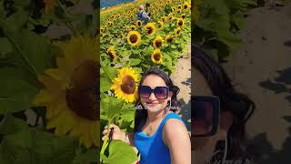 Sunflower field trip in Canada 🇨🇦Photo shoot in sunflower fieldpose ideas in🌻fielddress ideas [upl. by Nameloc379]