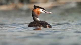 231008 Great Crested Grebe HD 1080p [upl. by Kraft]