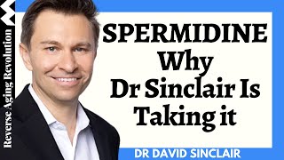 Spermidine  Why Dr David Sinclair Is Taking It  Dr David Sinclair Interview Clips [upl. by Bernardina]