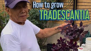 Stepbystep guide to successfully propagate Tradescantia cuttings and grow roots quickly at home [upl. by Eihtur]