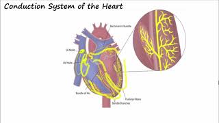 Conduction Pathways in the Heart [upl. by Mireielle142]