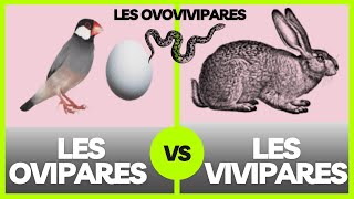 Les ovipares les vivipares et les ovovivipares  explication [upl. by Eardnaed778]