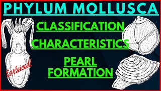 All about Mollusks  Phylum Mollusca Classification Characteristics  Pearl Formation Oyster Mussels [upl. by Hawthorn486]