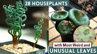 28 Houseplants with Most Weird and Unusual Leaves [upl. by Nnylsoj]