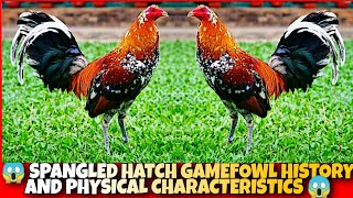 The Spangled hatch History and physical characteristics [upl. by Ayak]