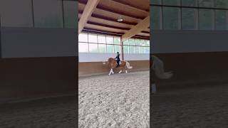 Golden horse in the stable 🐴 dressagehorse palomino horses pferde beautifulhorse horselover [upl. by Dlaregztif527]