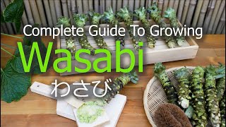 How To Grow Wasabi  Seeds  Seedlings  Harvest  Propagate [upl. by Enilrac]