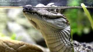 7 Spectacled caiman  Brilkaaiman Caiman crocodilus 06032014 [upl. by Ananna441]