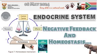 Endocrine System  Negative Feedback and Homeostasis  Full Class  Response 08052024  grade12 [upl. by Aleekahs]