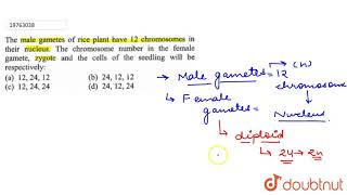 The male gametes of rice plants have 12 chromosomes in their nucleus  The chromose number in [upl. by Cantone]