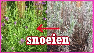 Lavendel snoeien Hoe en wanneer snoeien Plant verjongen [upl. by Ollie]