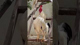 Beautiful Rooster 🐓  crowing on a Ladder  shortsviral youtube funny [upl. by Om149]