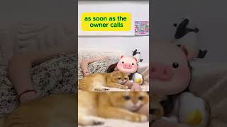 The Worlds Most Spoiled Cat A Day in the Life of Our Furry Royalty doglovers pets catvideos [upl. by Enitsud]