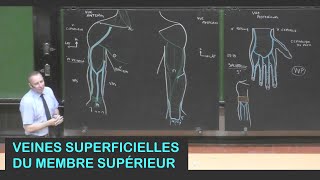 Anatomie des veines superficielles du membre supérieur Membre supérieur 18 [upl. by Eiser]