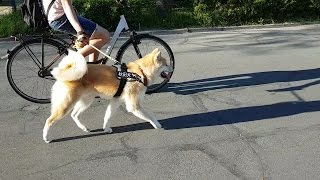 AKITA INU  Sunny Day  秋田犬 [upl. by Oiliruam]