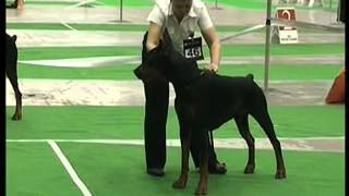 Ukrainian Dobermann Championship 2011  Black Males  Open class [upl. by Faber]