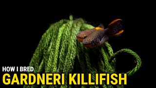 How I Bred Gardneri Killifish at Home [upl. by Sherry196]