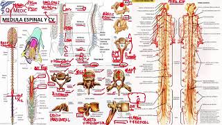 1 RM19 1V D A 3 NEUROCIRUG A MEDUAL ESPINAL Y CV [upl. by Fesuoy]