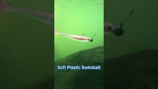 Watch our soft swimbait glide effortlessly through the water [upl. by Suoirred528]