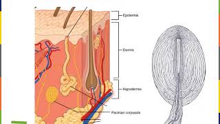 Integumentary System Part 3 [upl. by Olrac]