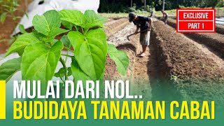 CARA MENANAM DAN PERAWATAN TANAMAN CABAI UNTUK PEMULA  PART 1 [upl. by Voorhis]