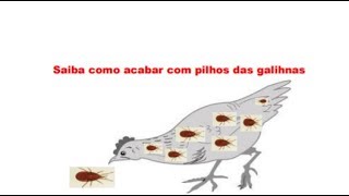 COMO ELIMINAR PIOLHOS PIXILINGAS DAS AVES DE MODO MUITO SIMPLES E FÁCIL [upl. by Cofsky]