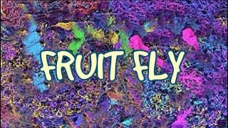 FRUIT FLY [upl. by Odette731]