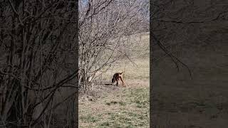 vizsla hunting birds [upl. by Gridley38]