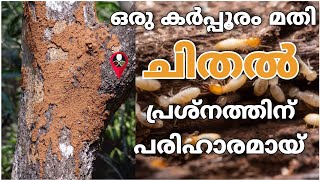 ചിതൽ എന്ന വലിയ ഒരു പ്രശ്നം ഇത് മൂലം പരിഹരിക്കാം  chithal pokan malayalam  chithaline thurathan [upl. by Anwahsal]