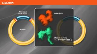 Overview of PCR Cloning [upl. by Galloway]