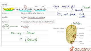 Scutellum in a caryopsis represents [upl. by Kanter]