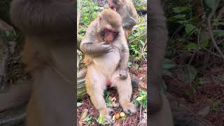 Monkey Munching on Peanuts shorts monkey babymonkey funnymonkey animals [upl. by Anined]