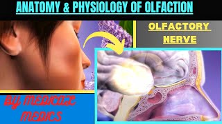 Olfactory System  Anatomy amp Physiology of Smell  Olfactory Nerve  Sense of Smell [upl. by Rednirah813]