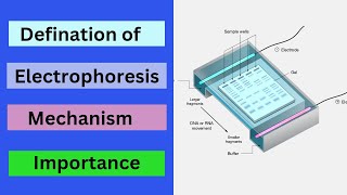 Electrophoresis  Gel Electrophoresis [upl. by Zsolway]