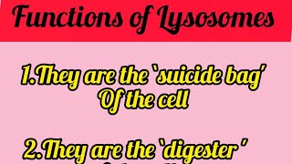 Functions of Lysosomes shortsfeed shorts youtubeshorts lysosome [upl. by Sorce]