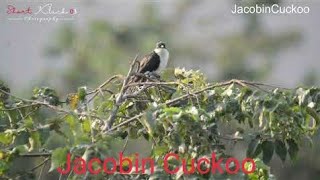 Short Klick 03 Jacobin Cuckoo [upl. by Ameg892]