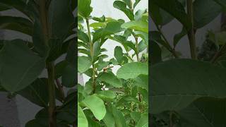 Guava Plant Updates 🌱🌱shortsyoutubeviralshorthomegardeningsubscribenow [upl. by Gustav252]