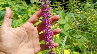 SALICARIA O SALCERELLA  Lythrum salicaria L Lythraceae [upl. by Balduin]