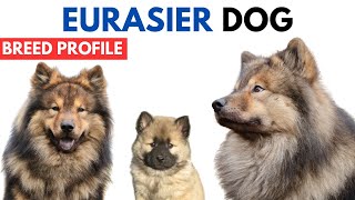 Eurasier Dog Breed Profile History  Price  Traits  Eurasier Grooming Needs  Lifespan [upl. by Maurits]