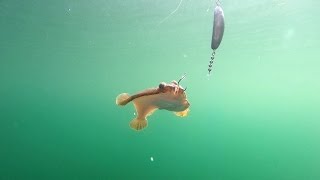 Fishing for Flatfish in Puget Sound [upl. by Einnaoj]