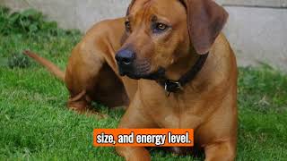 The Rhodesian Ridgeback  Top Personality Traits Characteristics and Facts [upl. by Monreal]