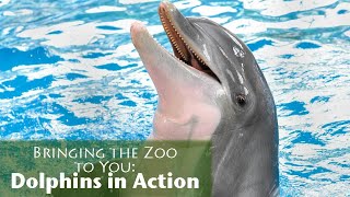 Bringing the Zoo to You Dolphins in Action [upl. by Atteirneh]