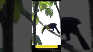 Toucan Tossing Fruit in Costa Rica shorts [upl. by Schiff]