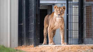 Rescued lioness Yuna steps on grass for the first time in her life… [upl. by Saraiya]